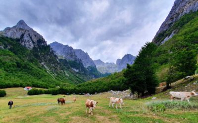 Albanien 2021 |  Teil 5 – Montenegro: Biogradska-See – Komovi-Gebirge